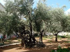 Arboles de olivo