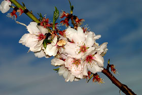 Flor de almendro