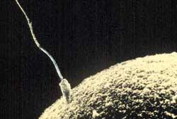 Espermatozoide fecundando el óvulo
