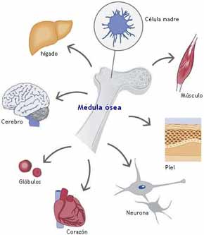 Células Madre