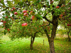 Arbol de manmzanas